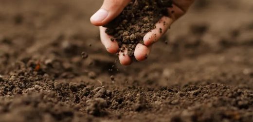 Pollutants in soil can harm your heart