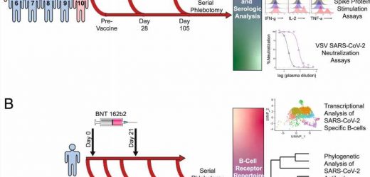 Researchers track cellular and antibody responses to COVID-19 vaccine