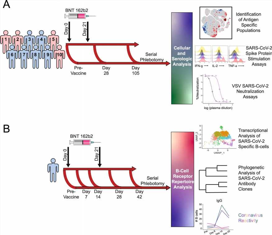 Researchers track cellular and antibody responses to COVID-19 vaccine