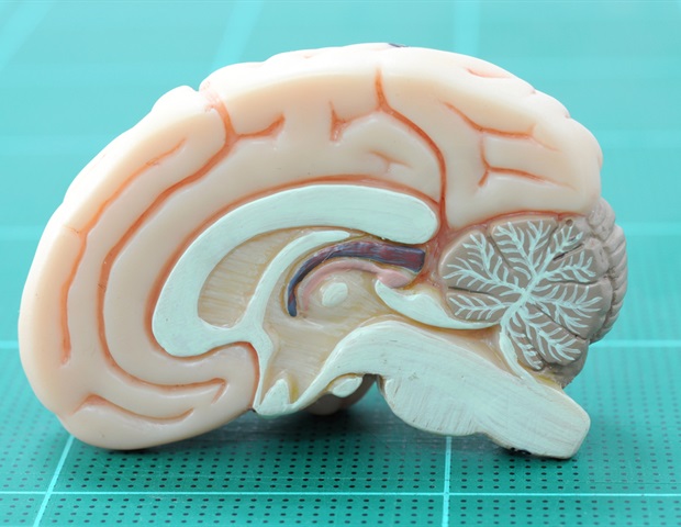 Scientists examine the maturation of brain regions in preschoolers