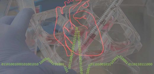 Stem cells and AI team up to predict cardiac arrhythmias in patients