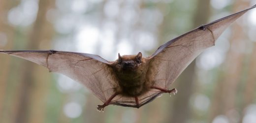 The bat-virus relationship examined