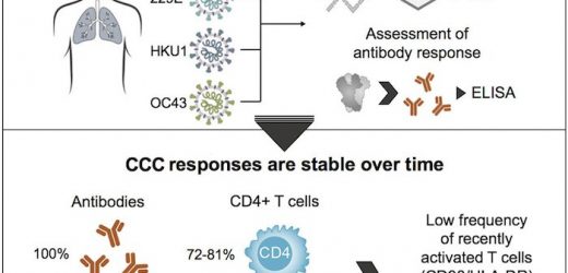 Your body remembers common cold coronaviruses from childhood. How can you get the same immunity to COVID-19?