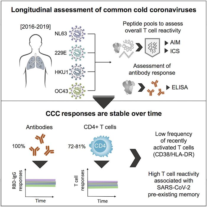 Your body remembers common cold coronaviruses from childhood. How can you get the same immunity to COVID-19?