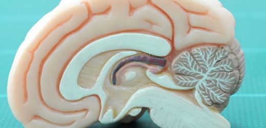 NIH provides $11.2 million grant to support neuroscience-related research at Kansas State