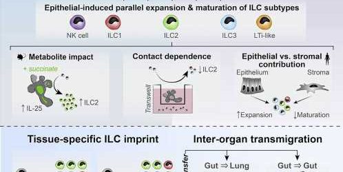 Gut and lung organoids open the door to innate immune cell therapies