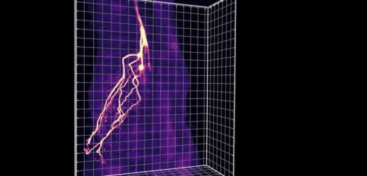 Scientists eavesdrop on communication between fat and brain