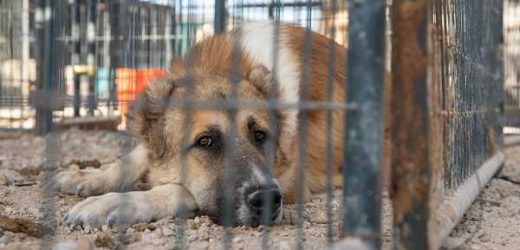 An Inside Look into a Recent ASPCA Rescue Response