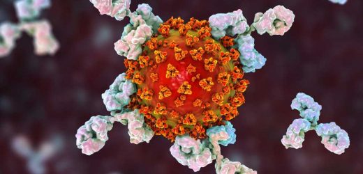 Antibody response trajectories among solid organ transplant recipients in association with mycophenolate mofetil administration