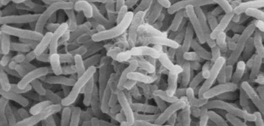 Cholera outbreaks in six regions of Kenya: health ministry