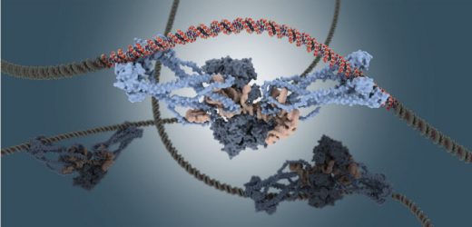 Finding an RNA target and tool to fight premature aging