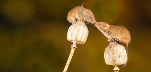Friend or foe? How mice decide to make love or war