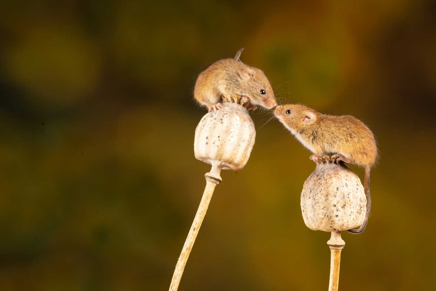 Friend or foe? How mice decide to make love or war