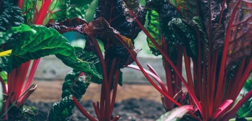Here Are the Astounding Benefits You Get From Eating Beets!