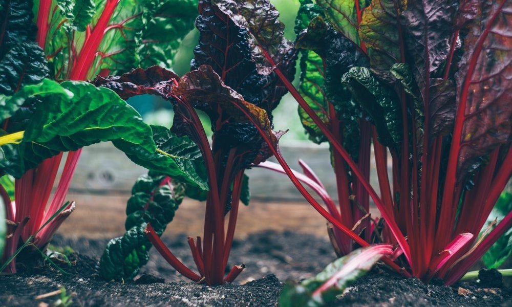 Here Are the Astounding Benefits You Get From Eating Beets!