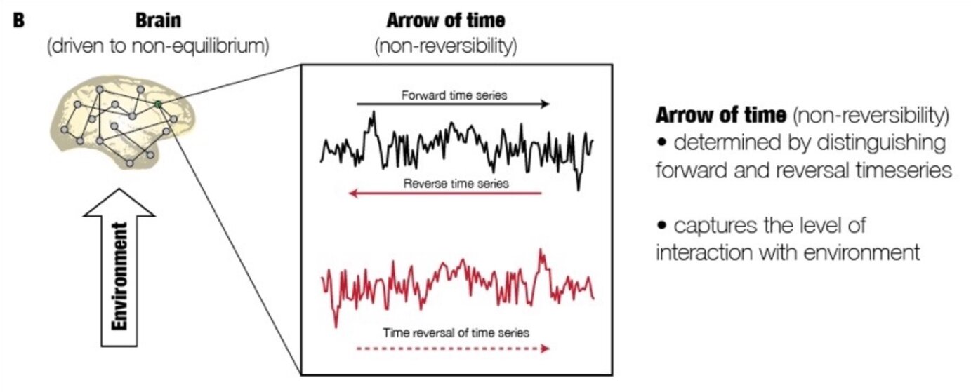 How the second law of thermodynamics assists the study of the brain