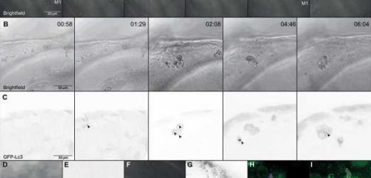 Improving treatment of pathogenic fungi. ‘The process is working, but not that well’