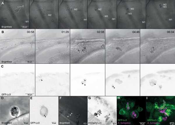 Improving treatment of pathogenic fungi. ‘The process is working, but not that well’