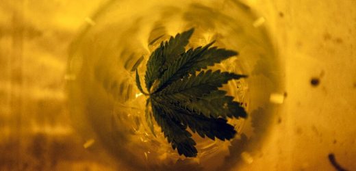 Legal marijuana, but Uruguayans still prefer black market