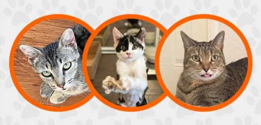 Looking for Your New Pretty Kitty? Look No Further!