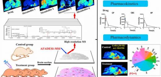 Method to characterize pharmacokinetics and pharmacodynamics in the brain microregions