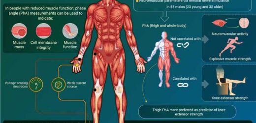 New study shows better way to easily assess knee muscle function