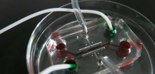 Organ-on-a-chip study reveals mechanism of SARS-CoV-2 invasion into blood vessels