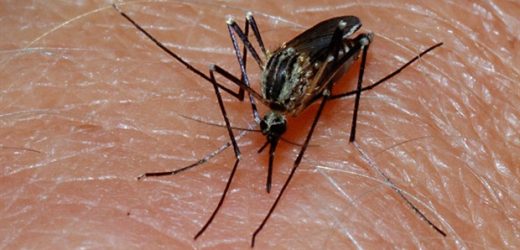 Preventive malaria treatment is a cost-effective strategy for saving young lives