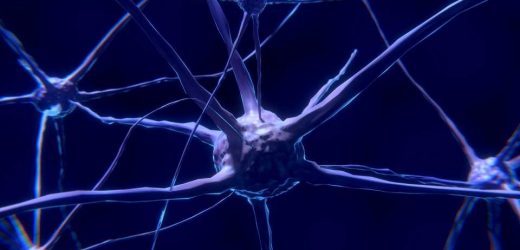 Rare electrical recordings of the human brain give detailed picture of neural activity