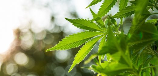 Regular marijuana use may increase the risk of overactive bladder