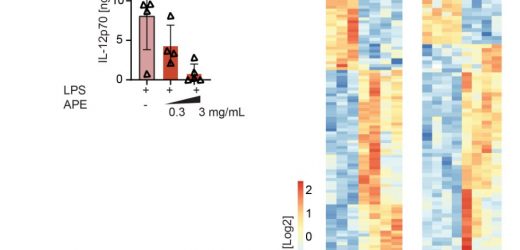 Researchers describe how birch pollen affects immune cells