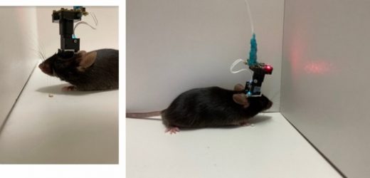 Researchers identify neurons that specialize in remembering speed and location