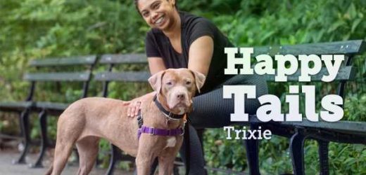 Special Attention for a Sweet Dog with Special Needs