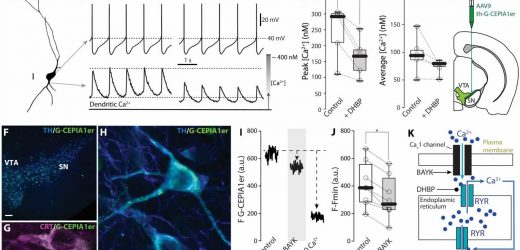 Study uncovers role of mitochondrial energy production in dopaminergic neurons