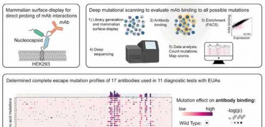 Team develops method to identify future SARS-CoV-2 mutations that could affect rapid antigen test performance