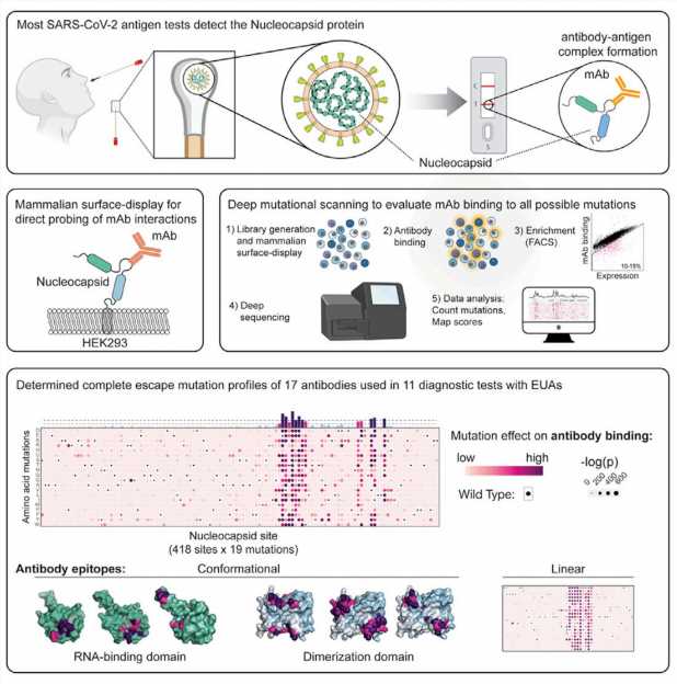 Team develops method to identify future SARS-CoV-2 mutations that could affect rapid antigen test performance