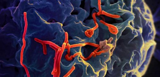 Uganda confirms 7 Ebola cases, races to halt outbreak