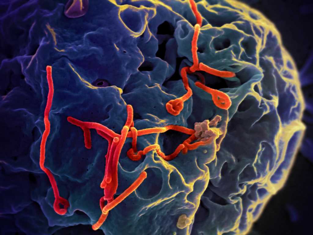 Uganda confirms 7 Ebola cases, races to halt outbreak