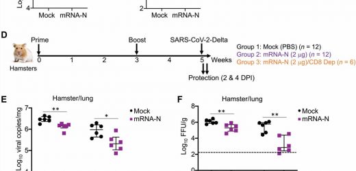 Vaccine that targets both spike and nucleocapsid proteins in SARS-CoV-2 virus found effective in test animals