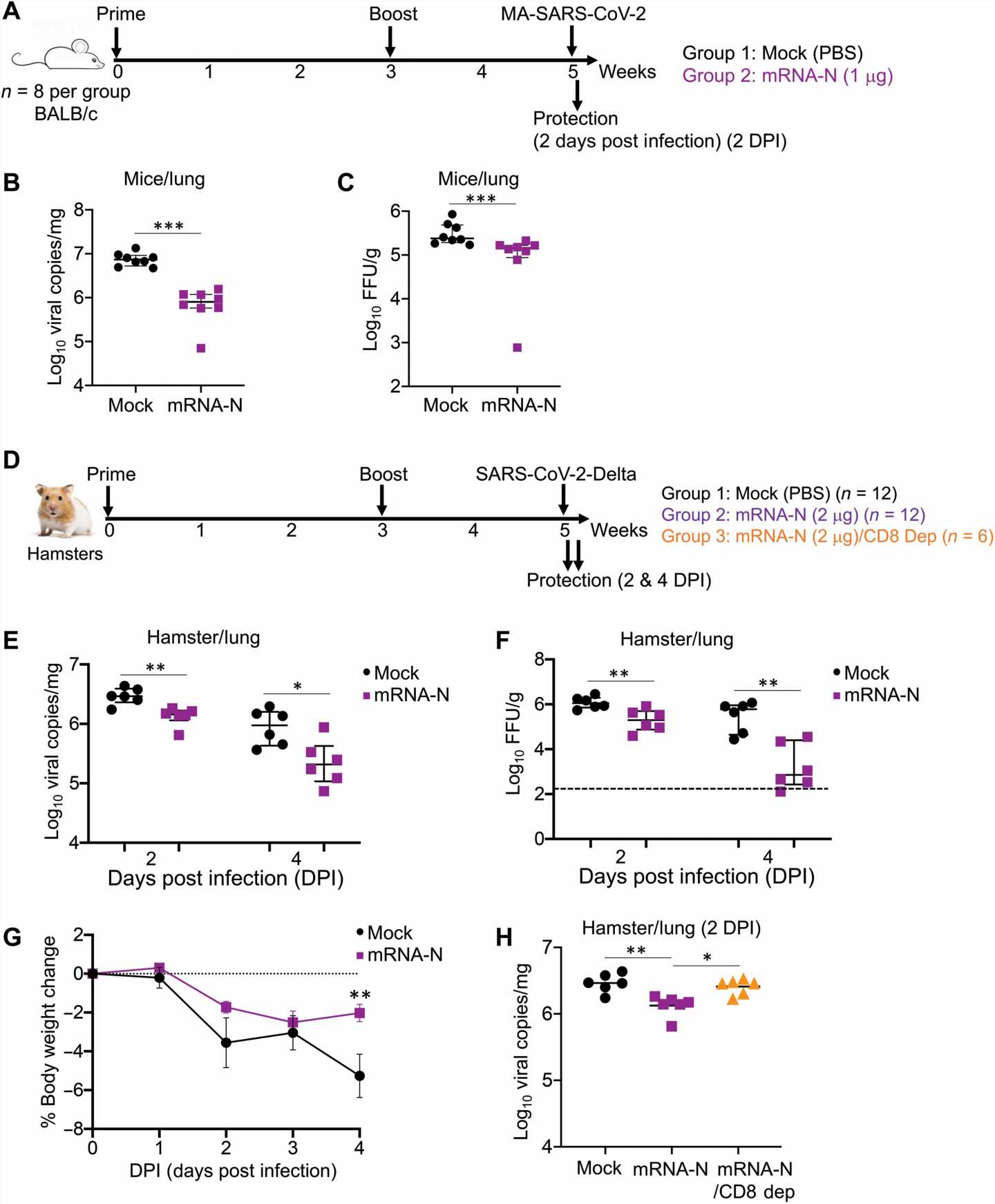 Vaccine that targets both spike and nucleocapsid proteins in SARS-CoV-2 virus found effective in test animals