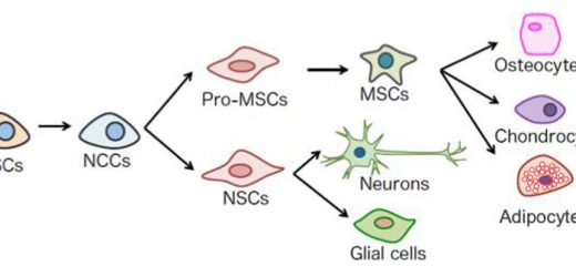 A new method for inducing mesenchymal stem cells from iPS cells without using animal-derived components