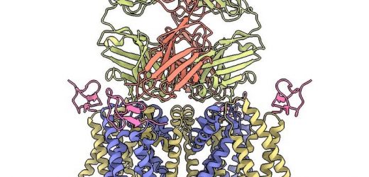 Could monoclonal antibodies replace opioids for chronic pain?