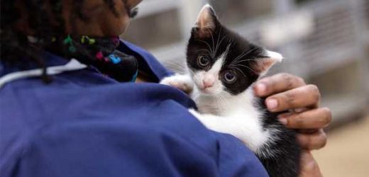 Five Ways You Can Help Animals This Giving Tuesday