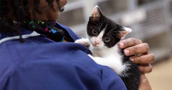 Five Ways You Can Help Animals This Giving Tuesday