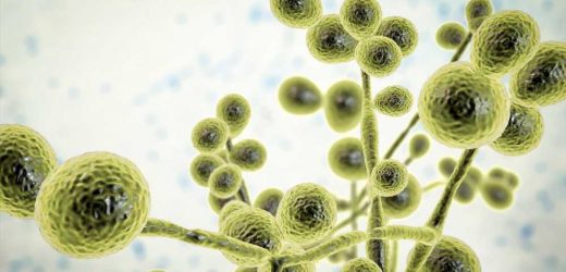Increase in Candida auris infections among EU/EEA nations between 2020 and 2021