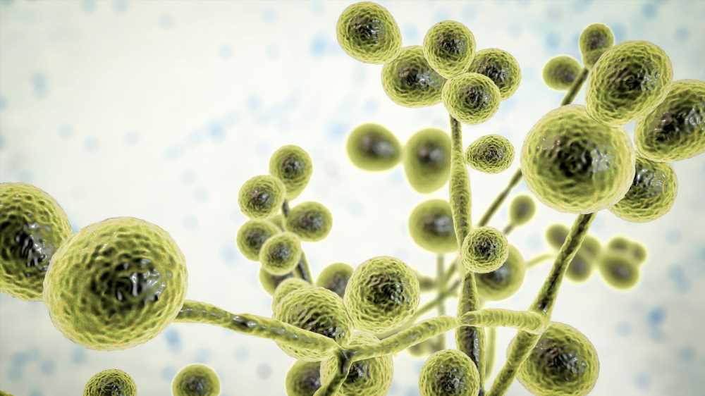 Increase in Candida auris infections among EU/EEA nations between 2020 and 2021