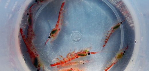 Krill oil may be better than fish oil for aging and brain health