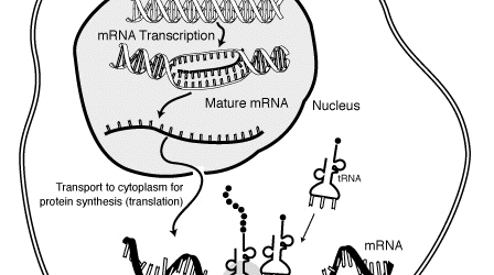 New drug shows promise for fighting both COVID-19 and cancer