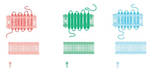 Researchers explain how lipids can control immune response
