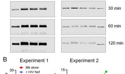 Scientists shine a spotlight on yet another shrewd maneuver HIV uses to commandeer human cells